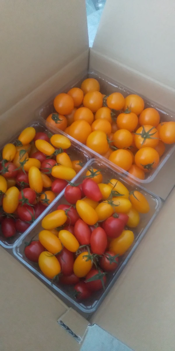 【100%純トマト】シンディーオレンジとミニトマトのセット3キロ箱詰め