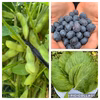 【おまけ付】レシピ付き無農薬・化学肥料不使用　えだ豆&えごまの葉&ブルーベリー