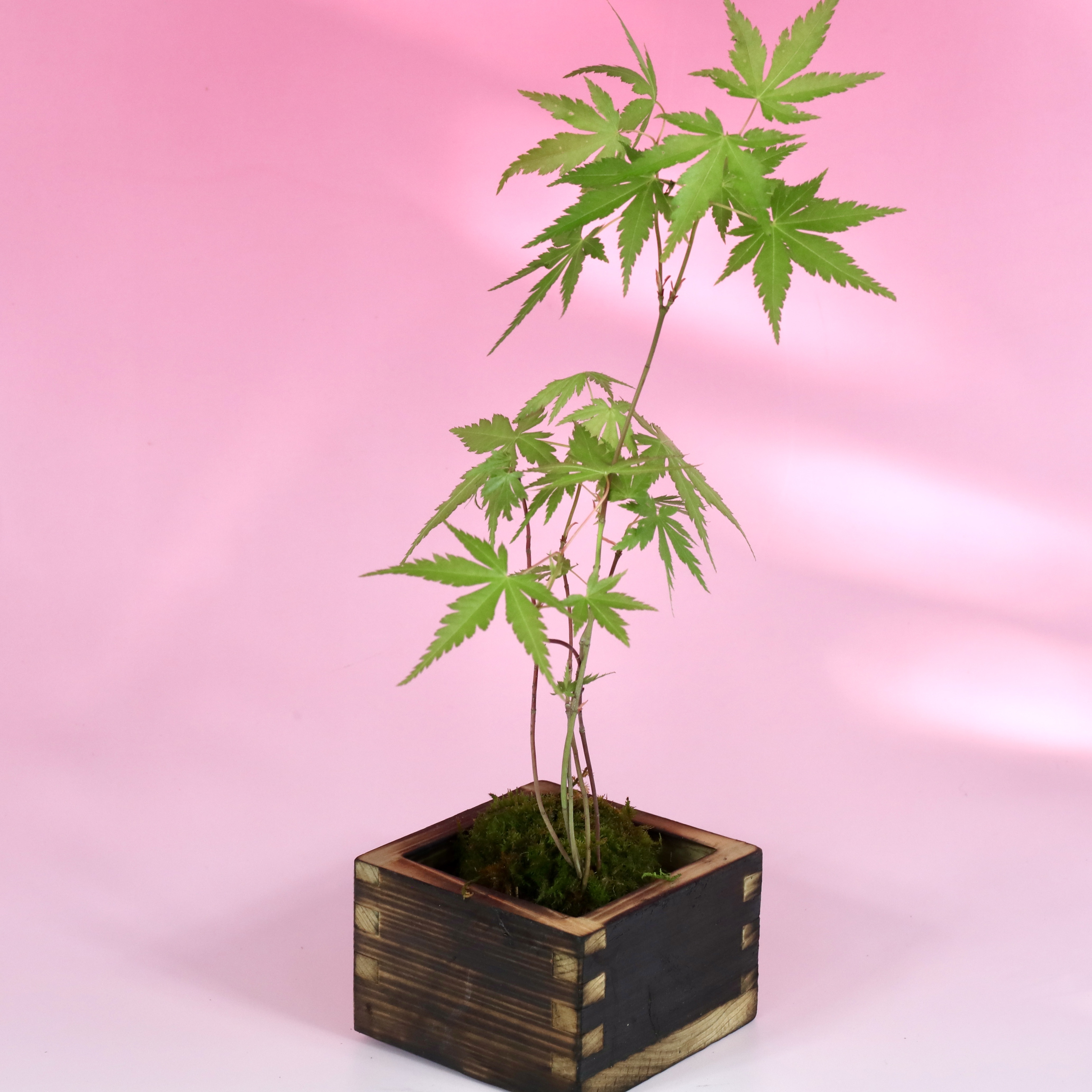 和歌山県橋本市｜なおさんファーム｜生地直美さんの生産者プロフィール