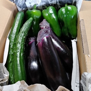 宮古島産　旬の野菜3点セット（なす、きゅうり、ピーマン）