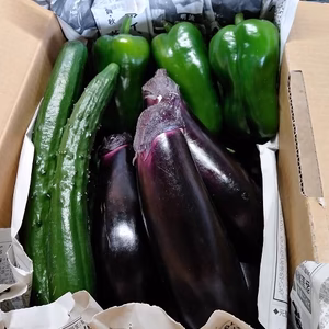 宮古島産　旬の野菜3点セット（なす、きゅうり、ピーマン）