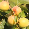 信州産・不揃い中梅2㎏（梅干し用）【栽培期間中農薬不使用】