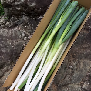 ＊クール便＊初夏ネギ2kg サイズ2L〜SS MIX
