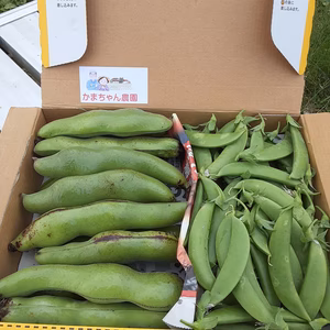 一寸そら豆＆スナップエンドウのセット❣　3点限り❕