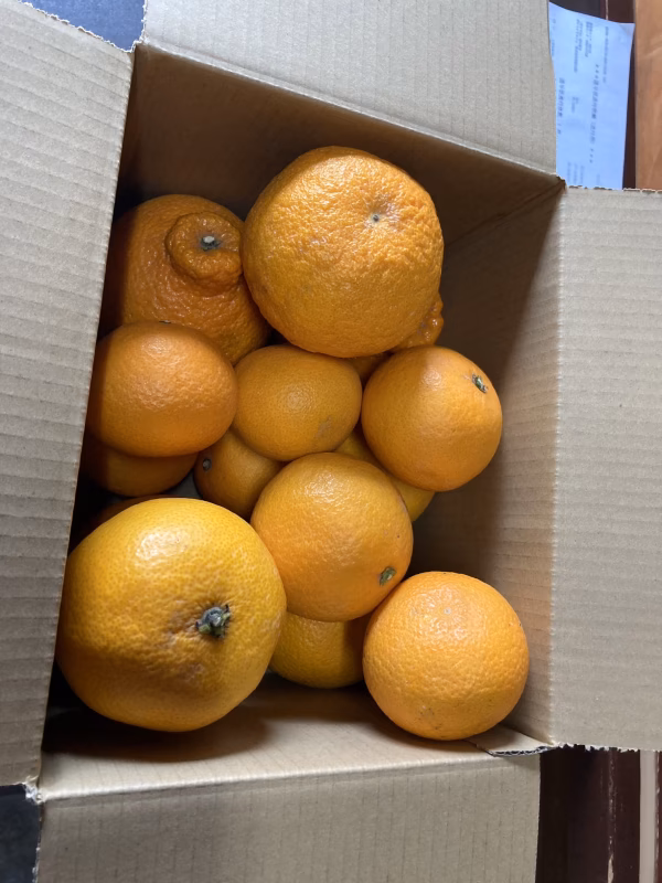 【2月発送】和歌山県産☆家庭用　不知火、きよみ、はっさく　約3キロ〜約10キロ