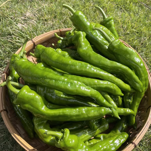 甘長とうがらし&青パパイヤ