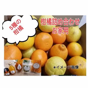 オマケ付❢　柑橘サイコ～❣　5種春爛漫柑橘セット【お家用】＆選べるセット！
