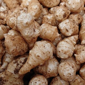 菊芋 農薬化学肥料不使用 土付き キクイモ