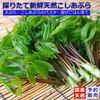 《予約受付》採れたて山菜天然こしあぶら  天ぷら・混ぜごはん等で