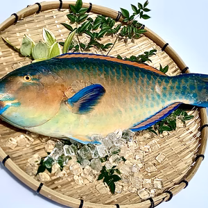【本日発送】送料無料！見た目に反し上質な白身魚ヒブダイ（2.8kg）　