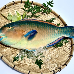 【本日15時まで！】見た目に反した上質な白身魚ヒブダイ（2.3kg）　