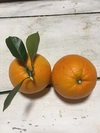 【安心の農薬未使用】ネーブルオレンジ お試し4キロ