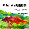 【宮崎県産】上品な味わいの朝どれ高級魚「アカハタ」