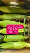 まるでスイーツ！！生食できるプレミアムホワイトコーン！