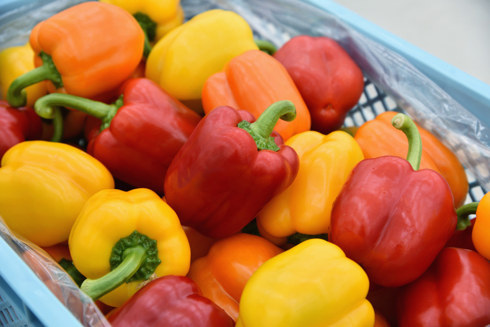 パプリカ９月末まで 愛 ある パプリカ ３色ミックス 農家漁師から産地直送の通販 ポケットマルシェ