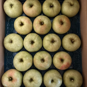 すぐ発送‼️減農薬5K16-25訳あり青リンゴの王様王林❗️ 甘くて美味い❗️