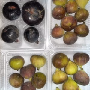 本日の朝市❗️ジャム用ブリジャソットグリース&ビオレソリエス傷