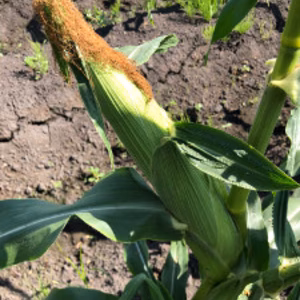 とうもろこし(ゴールドラッシュ) 4本入 2袋