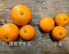 【ミニサイズ】化学農薬不使用！希少な国産ネーブルオレンジ(箱込4.5kg)