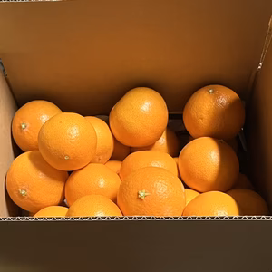 糖度13.5度以上！　瀬戸内プリンセス　愛果48号　紅プリンセス同品種　農家直送