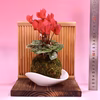 苔玉　シクラメン　(赤) 衝立付