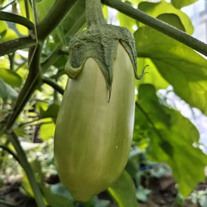 【とろけるような食感!!】緑ナス(6個入り)