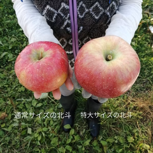 特大北斗！家庭用、おぐら農園イチオシの品種、