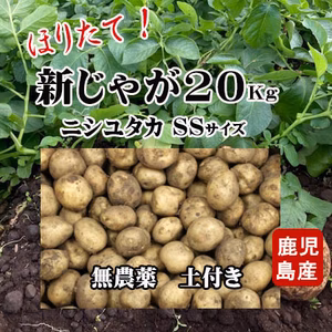 新じゃがいも(ニシユタカ)　無農薬　掘りたて20kg SSサイズ　土付き