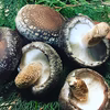 肉厚！原木しいたけ 無選別品