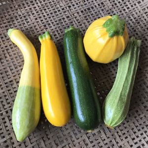 いろいろズッキーニセット