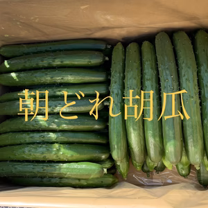 朝どれキュウリ