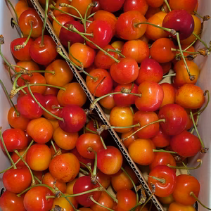 紅秀峰バラ詰め1kg