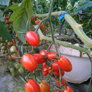 日本のひなた宮崎県のアイコトマト