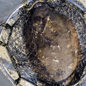 活保存中❗️ババカレイ　1枚　船上神経〆