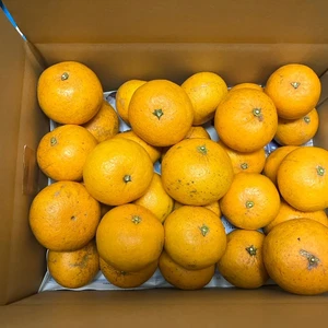 鹿児島県産「清見オレンジ」＋オマケ2種