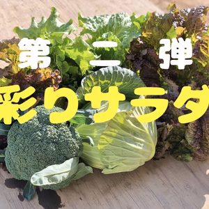 フワッ！シャキッ！彩りサラダ！待望の【第二弾】！！