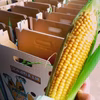 《お買い得！》一番果の甘い！！とうもろこし （秀品）《恵味》【２L〜Lサイズ】