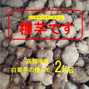 【土付き】種菊芋　2ｋｇ　高知県産白菊芋　