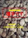 【土付き】種菊芋　2ｋｇ　高知県産白菊芋　