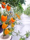 〈無農薬〉幸せカラフルmixミニトマト
