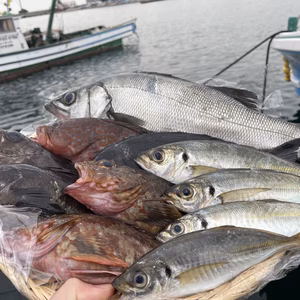 【1日2組様限定】東京湾、弥春丸おすすめ！旬の獲れたて鮮魚BOX