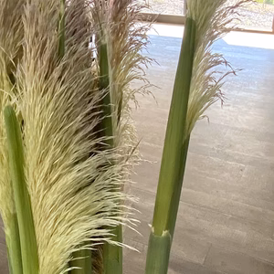 【パンパスグラス３本（85㎝）】産地直送、ふわふわした花穂ドライフラワーに！