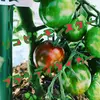 ついに解禁【熱海産♨農薬不使用】カラフルミニトマト 約1.8㎏