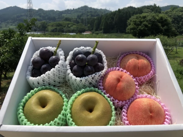 福岡県 うきはのフルーツ3種 贈答用（ピオーネ2房、梨2、３白桃2、3玉）