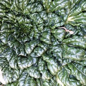 『送料無料』野菜ソムリエの栽培する健康・中国野菜（ターサイ)