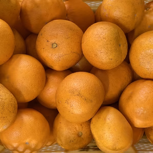 新鮮でぷりぷり！和歌山県産 木成り紅八朔 農薬不使用 紅はっさく