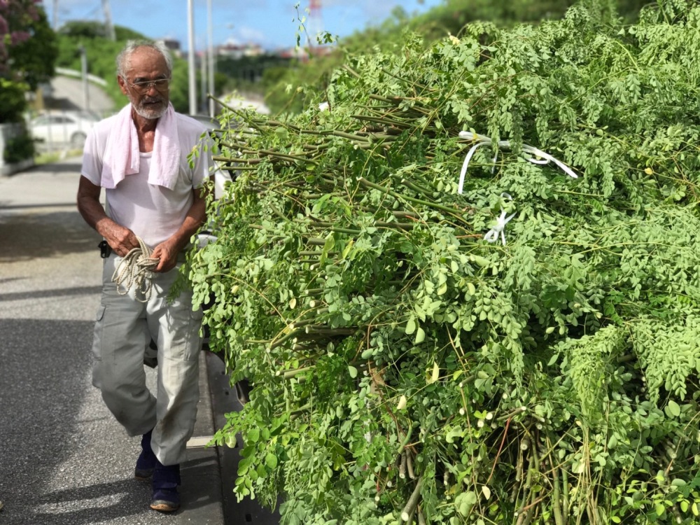 定期 自然栽培 モリンガファームさんご園芸の農産物セット 農家漁師から産地直送の通販 ポケットマルシェ