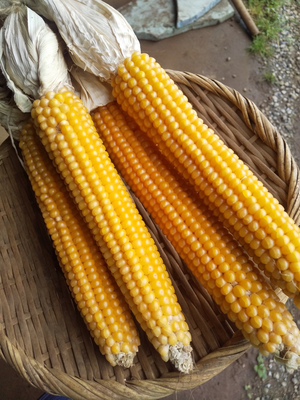 ポップコーン(完成品) 300個セット/イベントやマルシェなどにもおすすめ ポップコーン(完成品) 300個セット/イベントやマルシェなどにもおすすめ