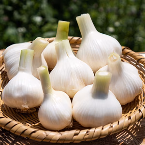 無農薬・無化学肥料で育てたにんにく(小サイズ・バラミックス）