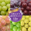 【予約・送料無料】山形県産 シャインマスカットと品種お任せぶどう詰合せセット